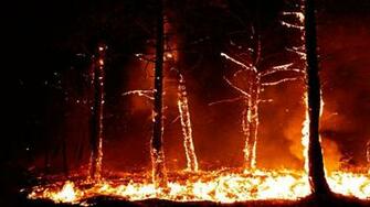 Forest Fire Flames Tree Disaster Apocalyptic Wallpaper