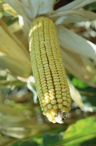 Image Syngenta