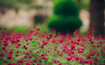 Springtime Desktop Wallpaper