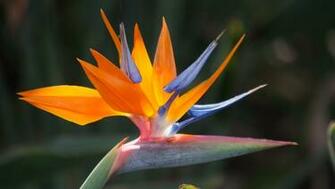 Description Bird Of Paradise What A Lovely Flower Jpg
