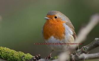 Beautiful Wallpaper Robin Bird