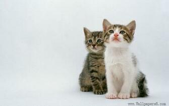 Pics Photos Pictures Windows Cat