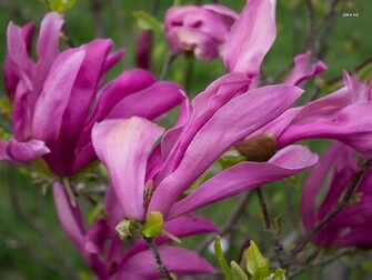 Purple Magnolias Wallpaper Flower