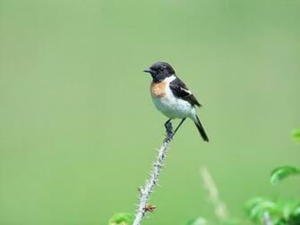 Beautiful Wallpaper For Desktop Birds HD