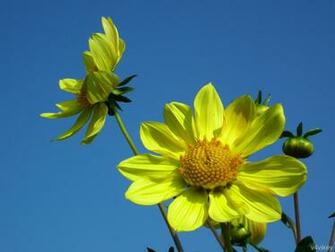 Bright Yellow Dahlia Flowers Wallpaper Tadka