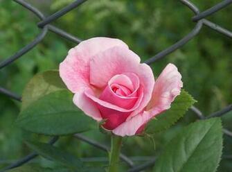 HD Wallpaper Roos Roze Rozen Hek Ijzer Bloem Natuur