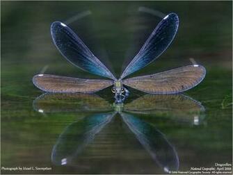 Gallery Wallpaper National Geographic S Photos