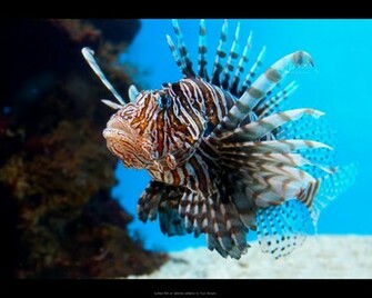 Lionfish Wallpaper Pin It