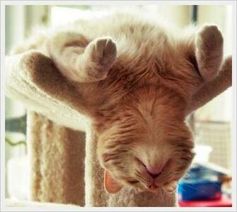 Twenty2december The Most Awkward Cat Sleeping Positions