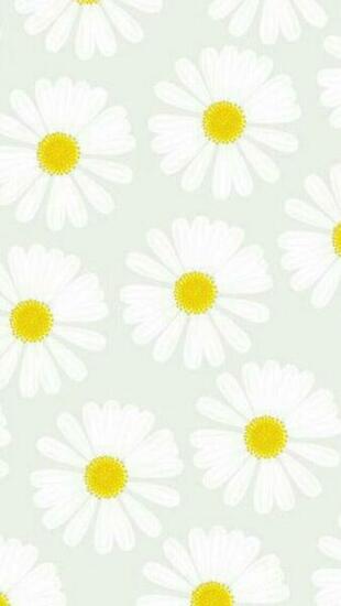 Daisy Wallpaper Cute Cocoppa