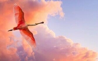 Nature Wallpaper Pink Bird