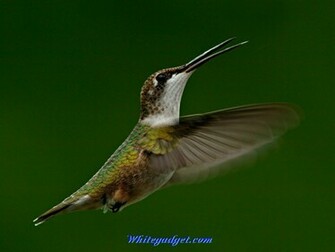 106708d1337927401 Hummingbird Wallpaper Image Jpg