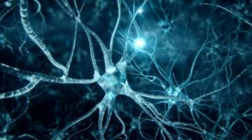 Transhumanism Organ On Chip Fight Against Aging By Guilhem