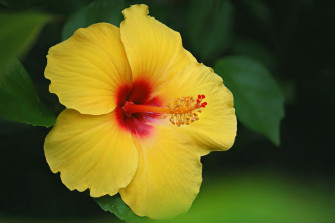 Hibiscus Wallpaper