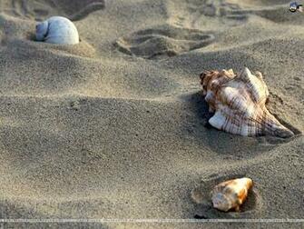 Seashells Wallpaper