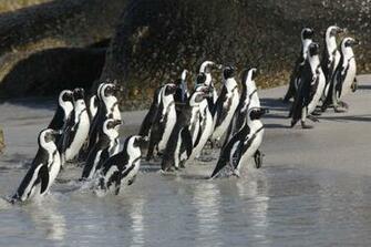 Climate Change And Overfishing Are Steering Juvenile African