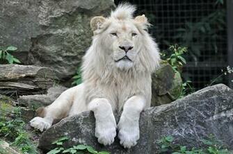 White Lion Wallpaper Image Photos Pictures Background