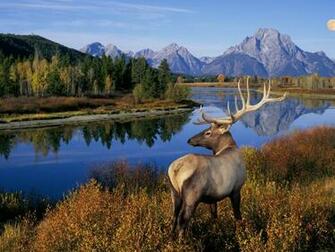 Wallpaper Landscapes Nature Bull Wyoming
