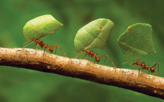 The Red Ants Insects 7jxoyumt9iswf8py Wallpaper