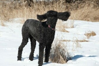 Poodle Dog HD Wallpaper Animals