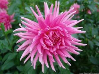 Desktop Wallpaper Flowers Background Pink Dahlia