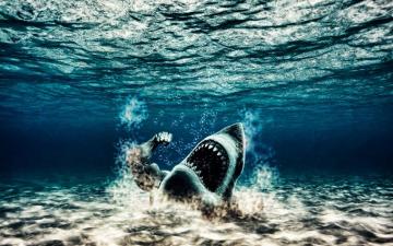 Of Shark 4k Wallpaper For Your Desktop Or Mobile Screen