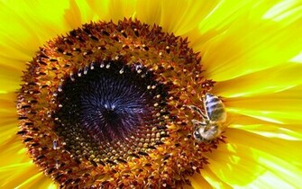 Computer Wallpaper Pc Sunflower