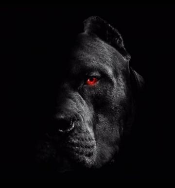 Cane Corso Italiano F Mea Dispon Vel Cor Izabella Whats