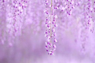 Wisteria Aesthetic Purple Flower Wallpaper