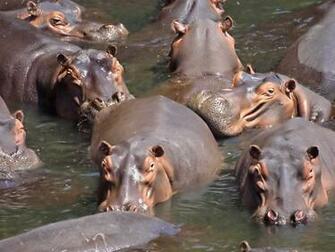 Hippopotamus Wallpaper Fun Animals Wiki Videos