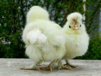 Cute Baby Chick Good Wallpaper Pics