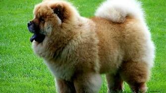 Pics Photos Dogs Chow Wallpaper