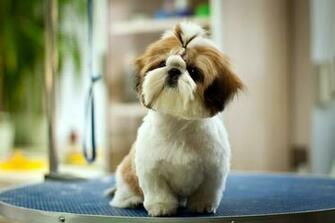 Beautiful And Soft Shih Tzu Funny Dog Wallpaper Lion