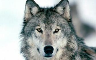 Wallpaper Wolf Winter Snow Face Eyes Predator