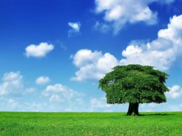 Grass Image Sky Tree Wallpaper Photos