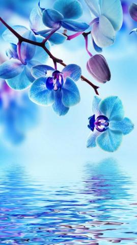 Flower Ideas