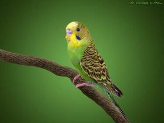 Best Budgie Wallpaper