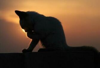 Wallpaper Silhouette Cat Kitten Sunset Desktop Animals