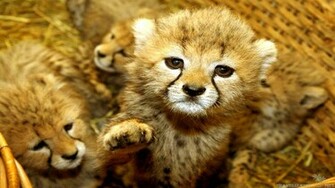 Cute Baby Animals Wallpaper