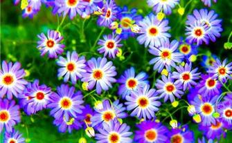 Beautiful Flowers Colorful Wallpaper Desktop HD Legend