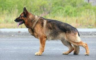 German Shepherd Wallpaper HD Jpg