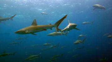 Us Considers Creating National Marine Sanctuary Off Hawaii