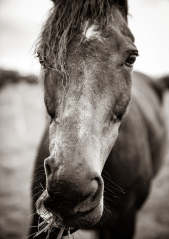 Beautiful Horse Wallpaper For Your Screen