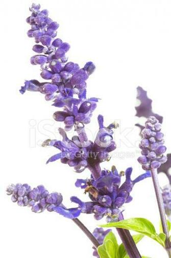 Purple Salvia Nemorosa Plant On White Background Stock Photos