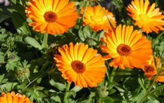 Orange Flower Wallpaper HD Widescreen Desktop Background