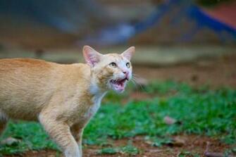 Desktop HD Wallpaper S Angry Cats
