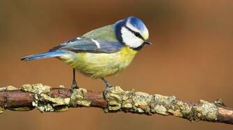 Blue Tit Wallpaper