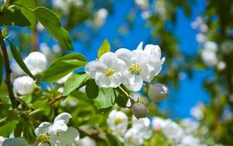 Pin Spring Flowers Wallpaper