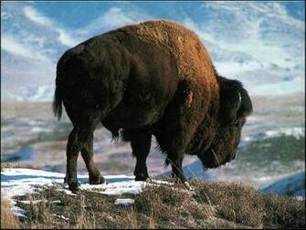 Bison Wallpaper