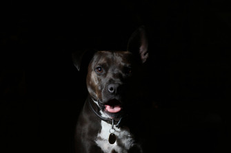 Aesthetic Pitbull Photo In Black 58ddgp7r7ywll8z5 Wallpaper